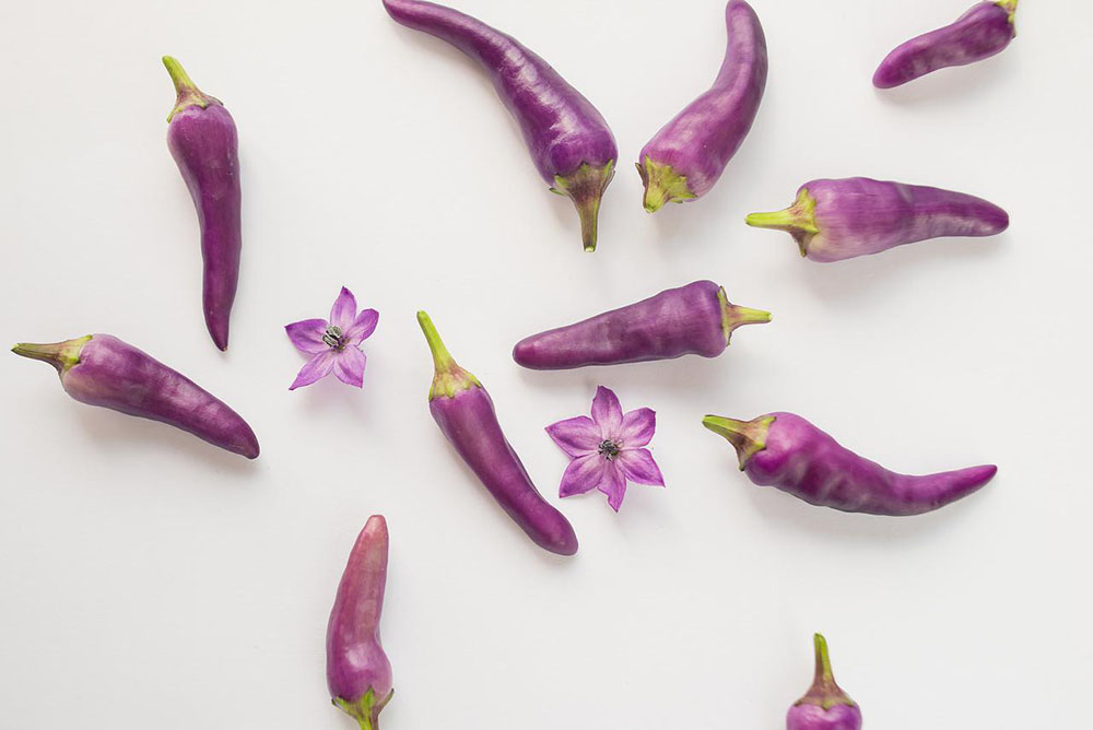 fialové chilli papričky na bielom podklade