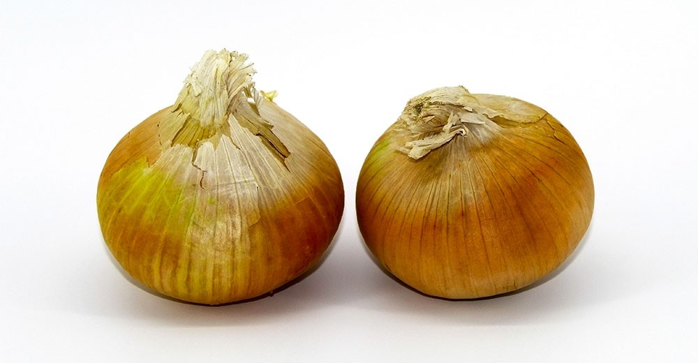 cibuľa